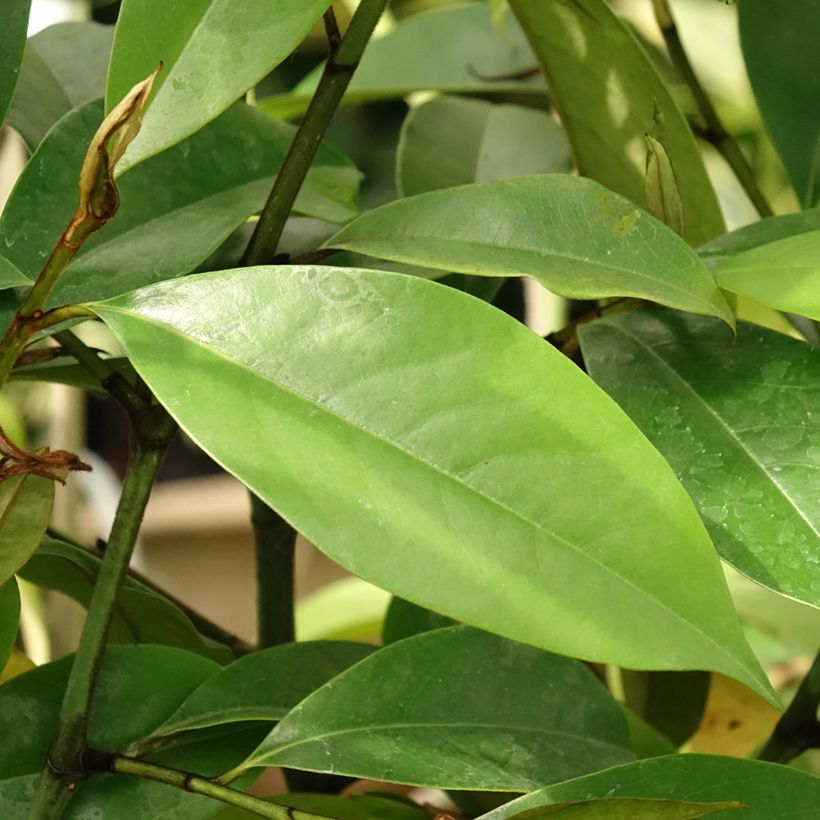 Magnolia Allspice (Foliage)