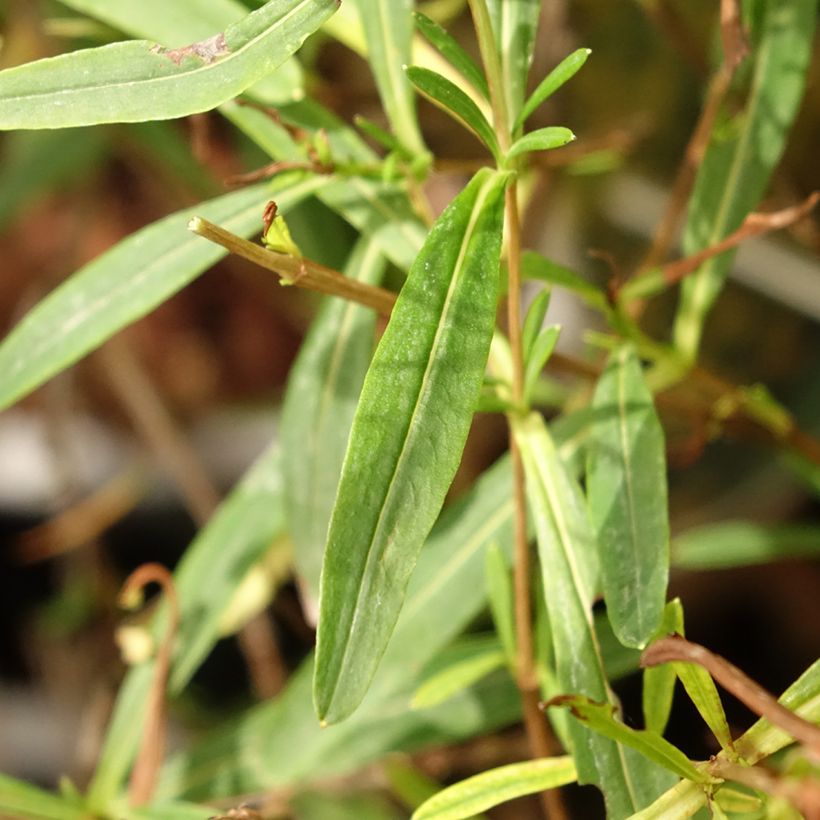 Hypericum kalmianum Sunny Boulevard Proven Winners - St. John's wort (Foliage)