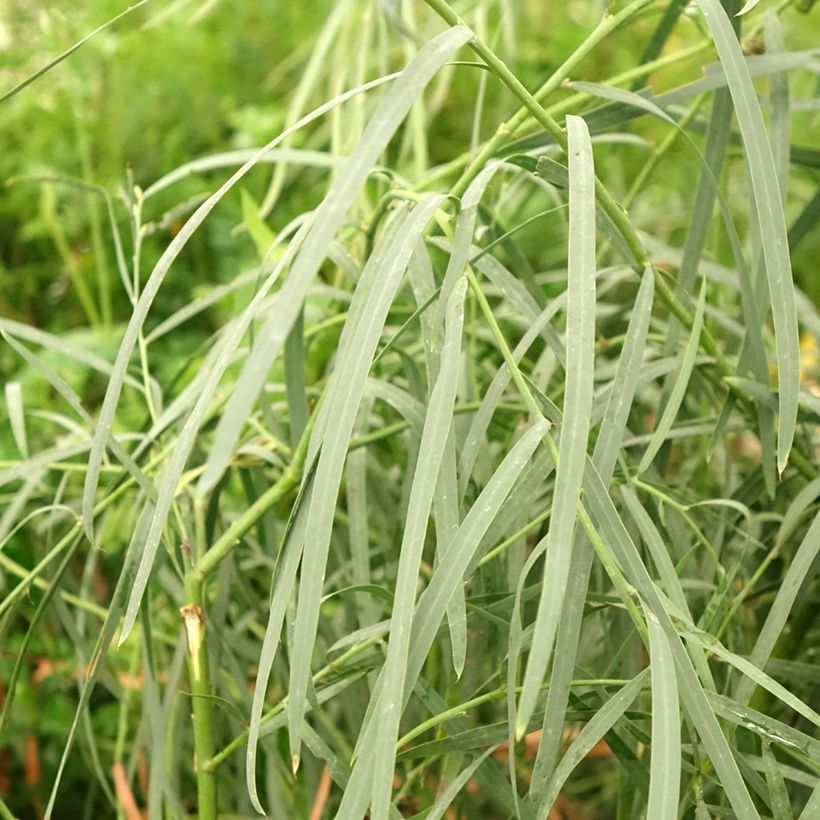 Acacia iteaphylla (Foliage)