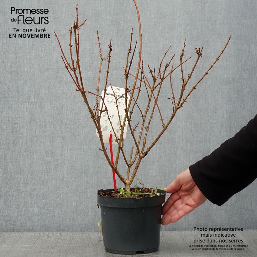 Mimosa de Paris - Forsythia x intermedia Lynwood en pot de 2L/3L sample as delivered in autumn