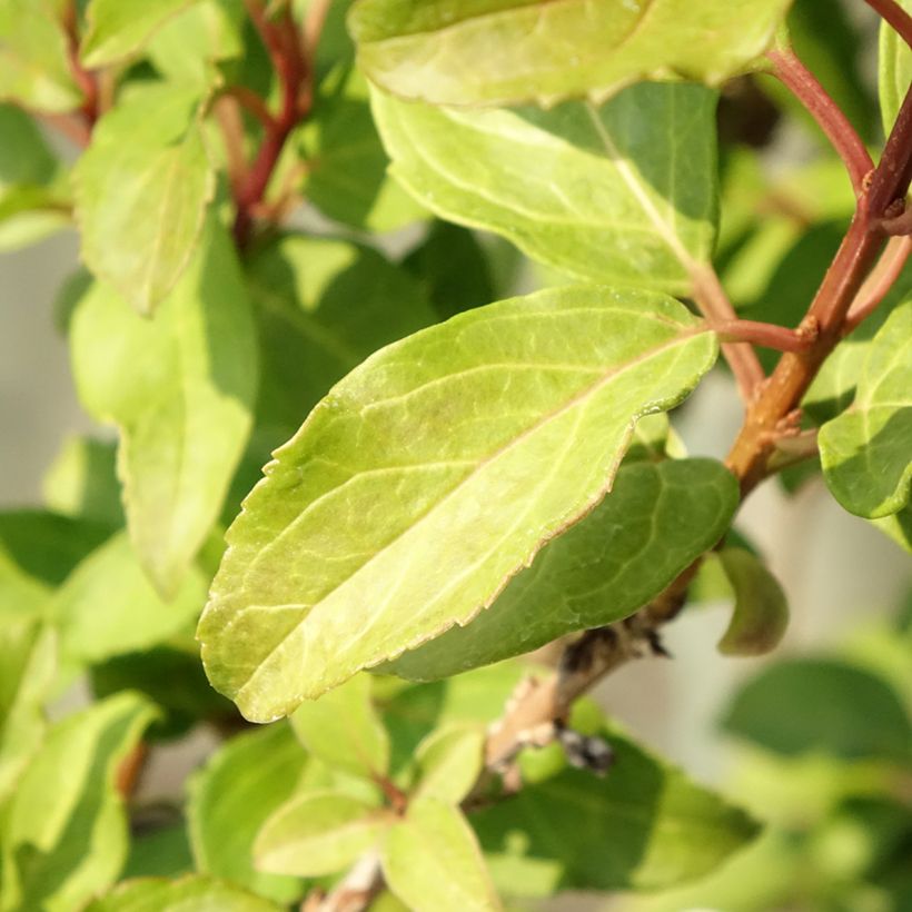 Forsythia intermedia MINDOR (Foliage)