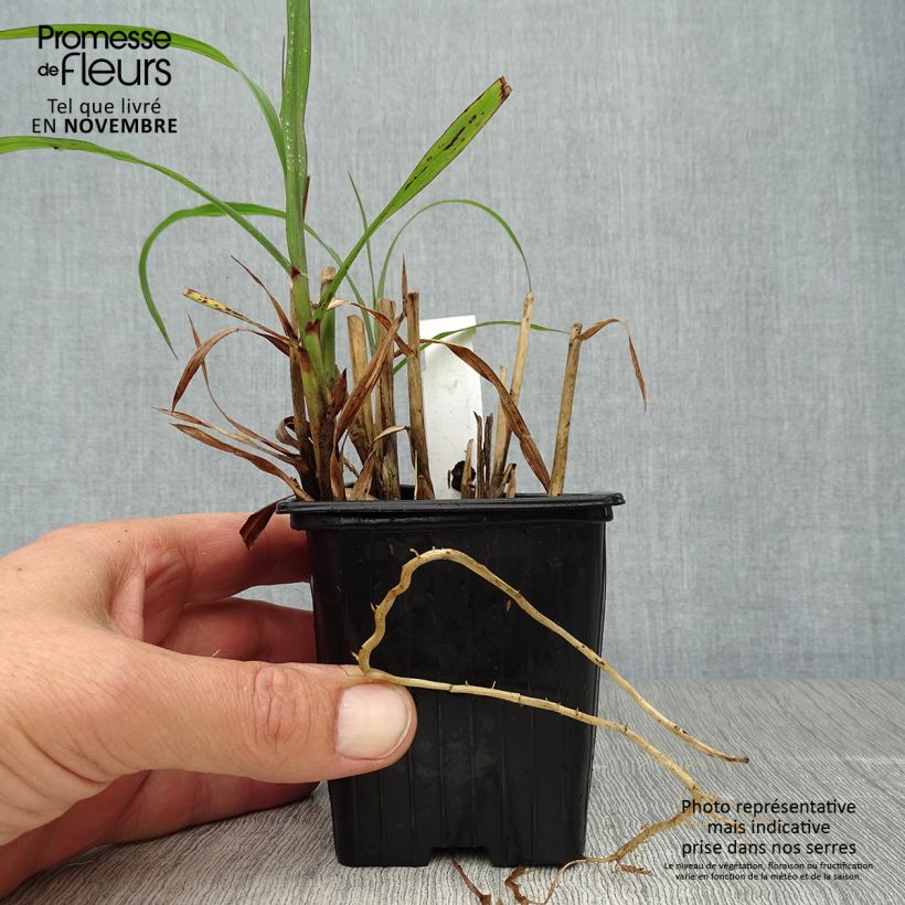 Miscanthus sinensis Emmanuel Lepage - Roseau de Chine Godet de 9cm sample as delivered in autumn