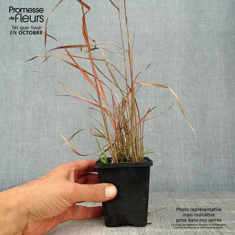 Miscanthus sinensis Ferner Osten - Roseau de Chine Godet de 9cm sample as delivered in autumn