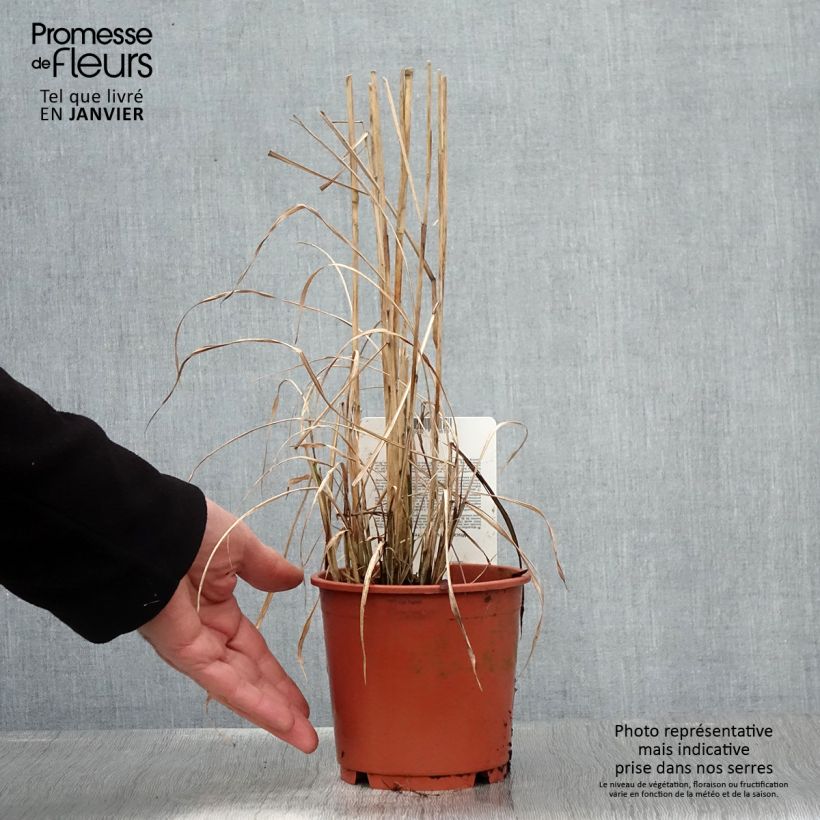 Miscanthus sinensis Ferner Osten - Roseau de Chine - pot de 1L/1.5L sample as delivered in winter