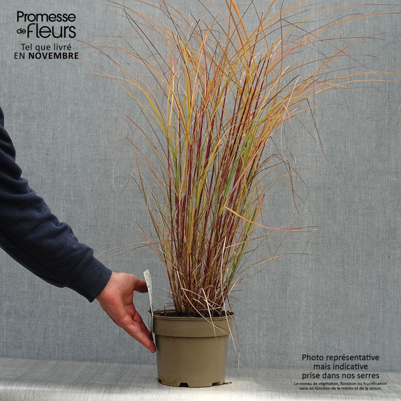 Miscanthus sinensis Flamingo - Eulalie - Roseau de Chine en pot de 2/3 litres sample as delivered in autumn