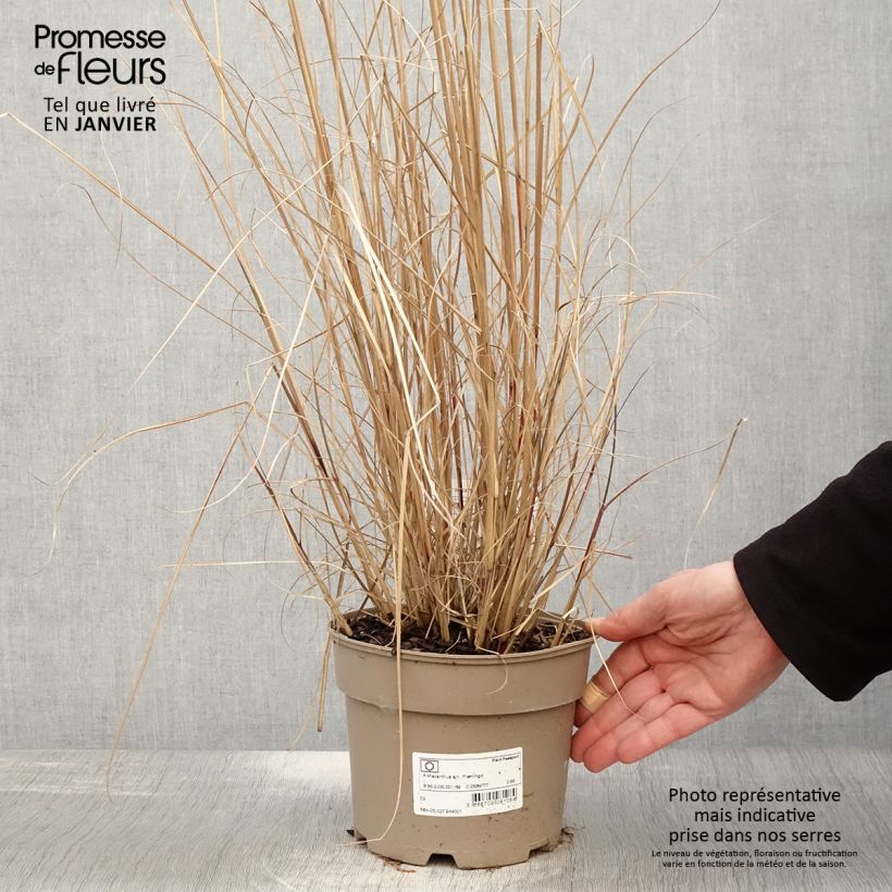 Miscanthus sinensis Flamingo - Eulalie - Roseau de Chine en pot de 2/3 litres sample as delivered in winter