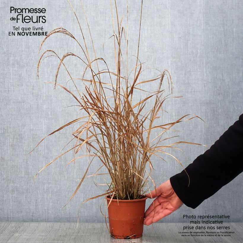 Miscanthus sinensis Kleine Silberspinne - pot de 1L/1.5L sample as delivered in autumn