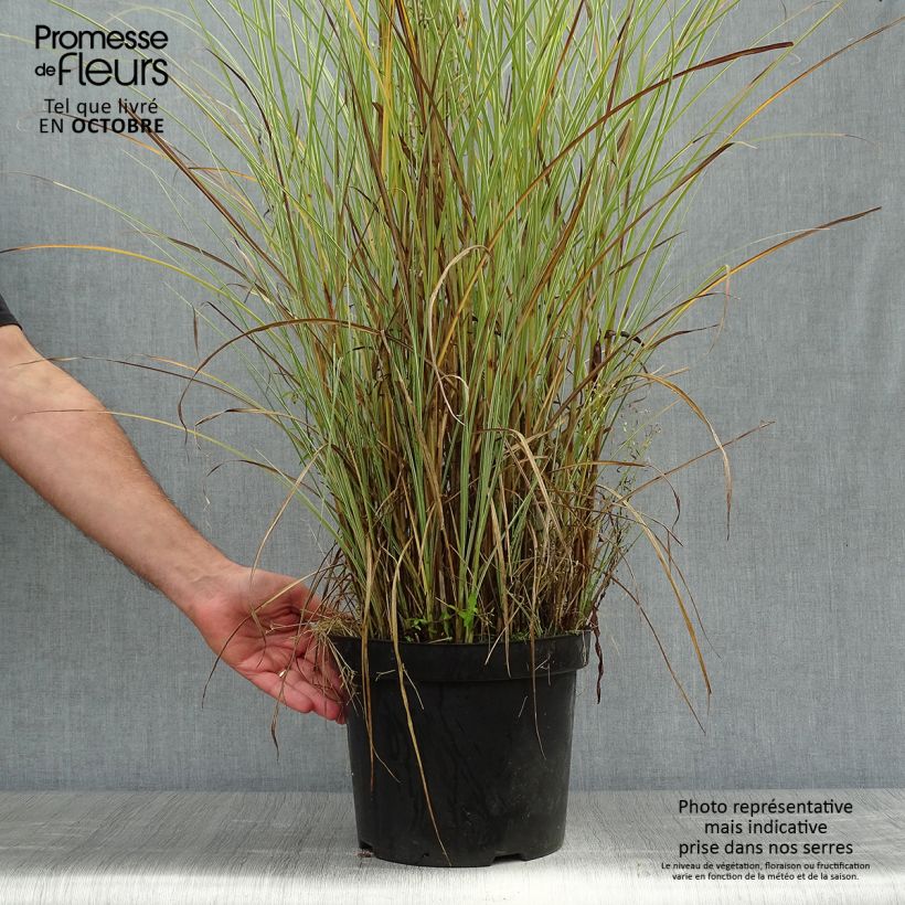 Miscanthus sinensis Morning Light en pot de 10L sample as delivered in autumn