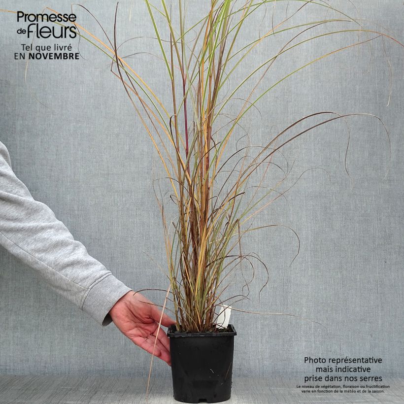 Miscanthus sinensis Morning Light Pot de 2L/3L sample as delivered in autumn