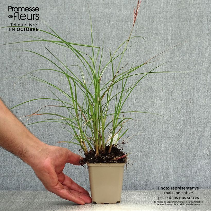 Miscanthus sinensis Red Chief - Roseau de Chine Godet de 9cm sample as delivered in autumn