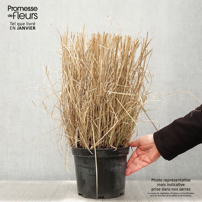 Miscanthus sinensis Red Chief - Silvergrass 4L/5L pot sample as delivered in winter