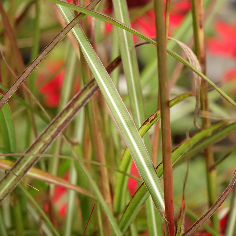 Miscanthus sinensis Samurai - Silvergrass (Foliage)