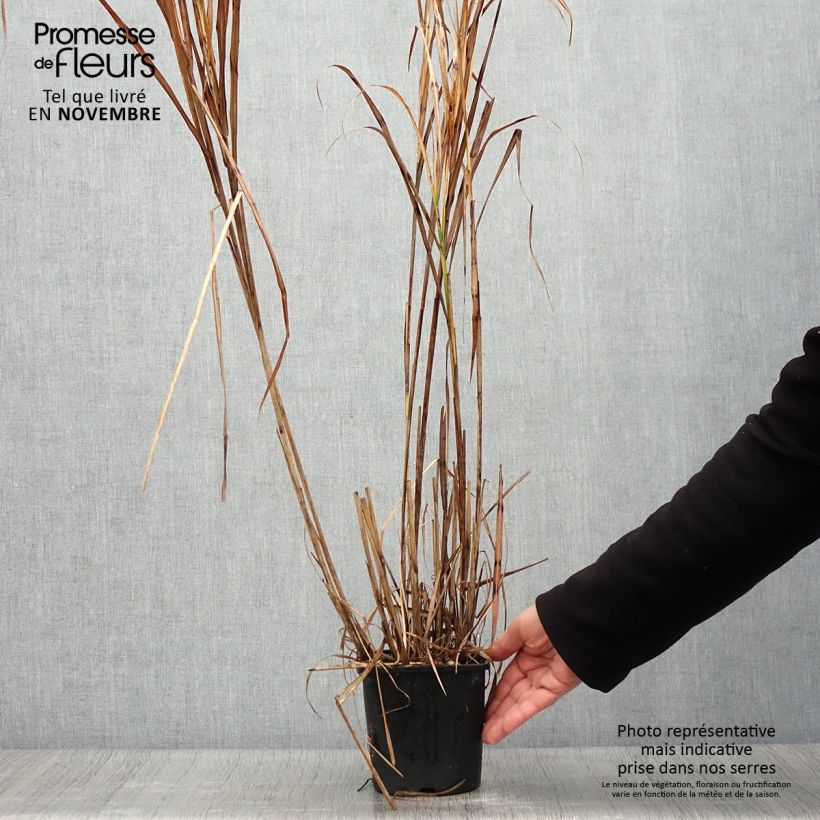 Miscanthus sinensis Strictus - Roseau de Chine en pot de 2L/3L sample as delivered in autumn