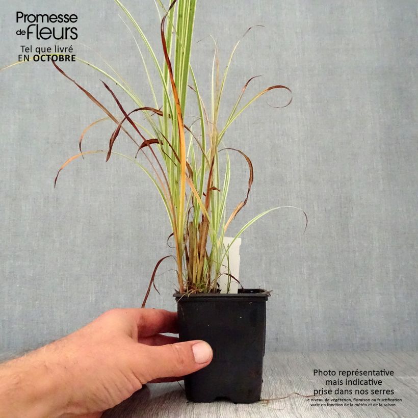 Miscanthus sinensis Variegatus - Roseau de Chine en godet de 9 cm sample as delivered in autumn