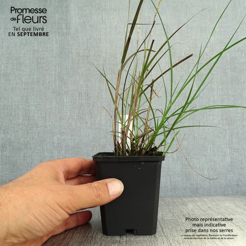 Miscanthus sinensis Yaku-Jima - Roseau de Chine en godet de 8 cm sample as delivered in autumn