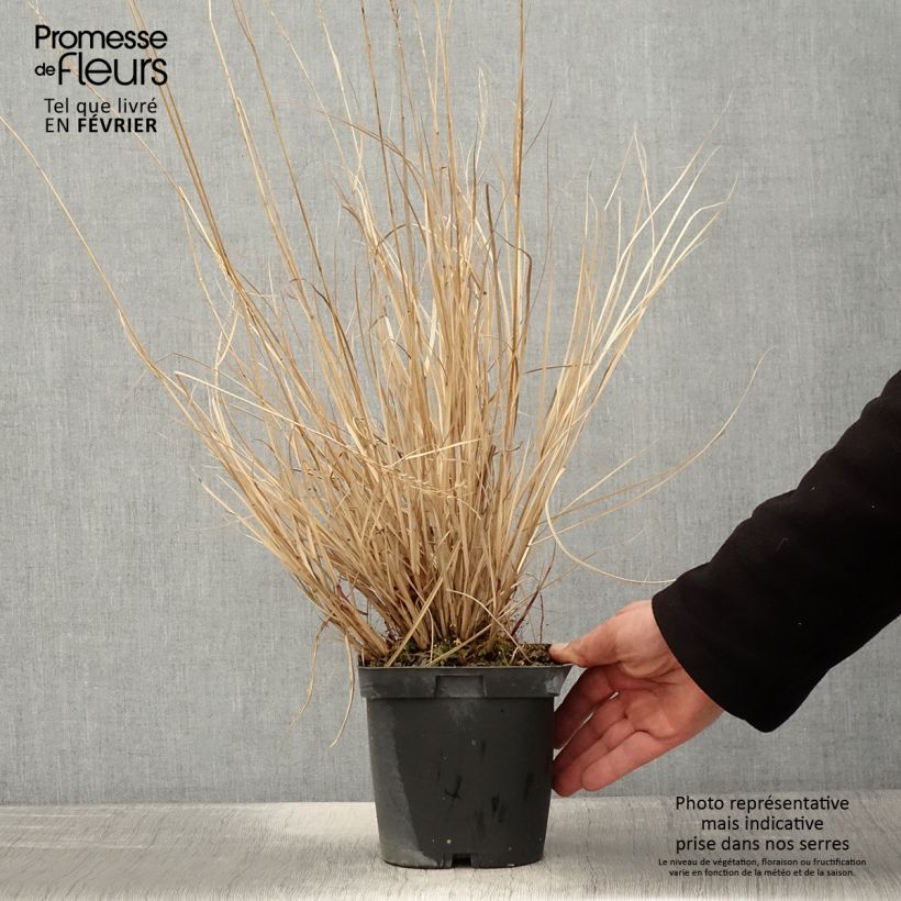 Miscanthus sinensis Yaku-Jima - Roseau de Chine en pot de 2/3 litres sample as delivered in winter