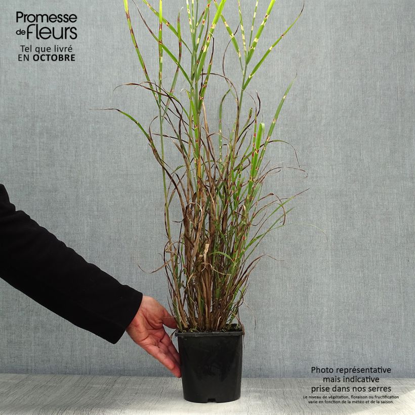 Miscanthus sinensis Zebrinus - Roseau de Chine en pot de 2L/3L sample as delivered in autumn