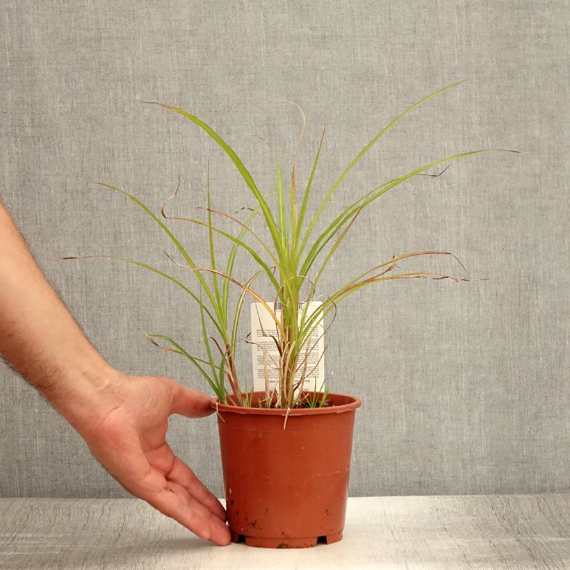 Miscanthus transmorrisonensis - Roseau de Chine Pot de 1L/1.5L sample as delivered in summer