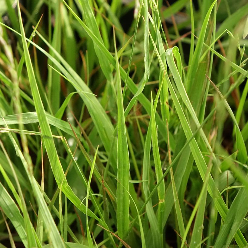 Molinia caerulea subsp. arundinacea Karl Foerster - Purple Moor-grass (Foliage)