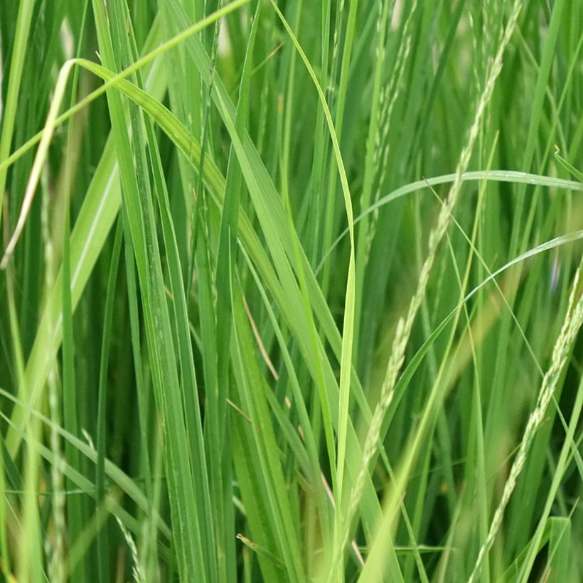 Molinia caerulea Edith Dudszus - Purple Moor-grass (Foliage)