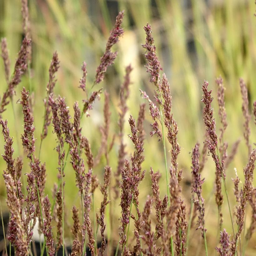 Molinia caerulea subsp. caerulea Heidezwerg - Purple Moor-grass (Flowering)