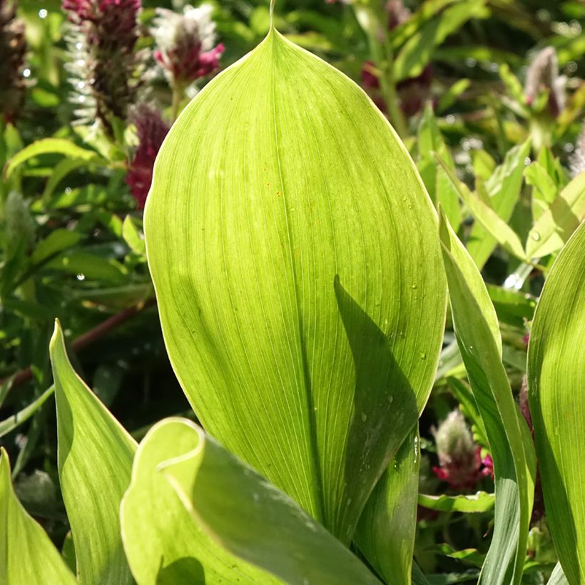 Convallaria majalis Hardwick Hall - Lily of the Valley (Foliage)