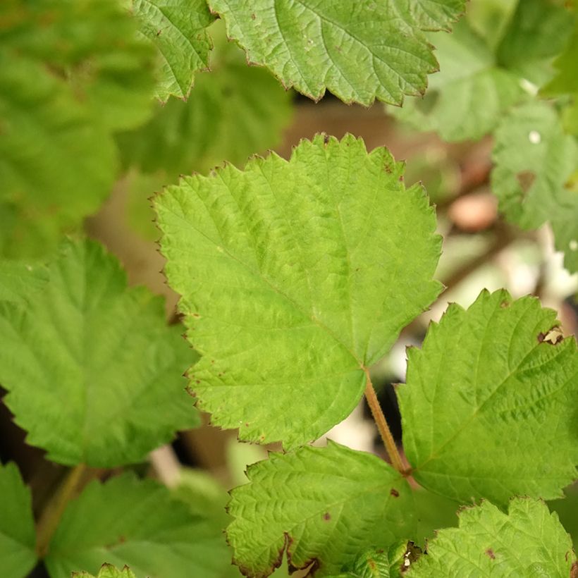 Dorman Red Organic Garden Blackberry (Foliage)