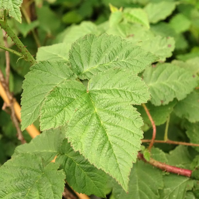 Rubus fruticosus Medana Tayberry (Foliage)