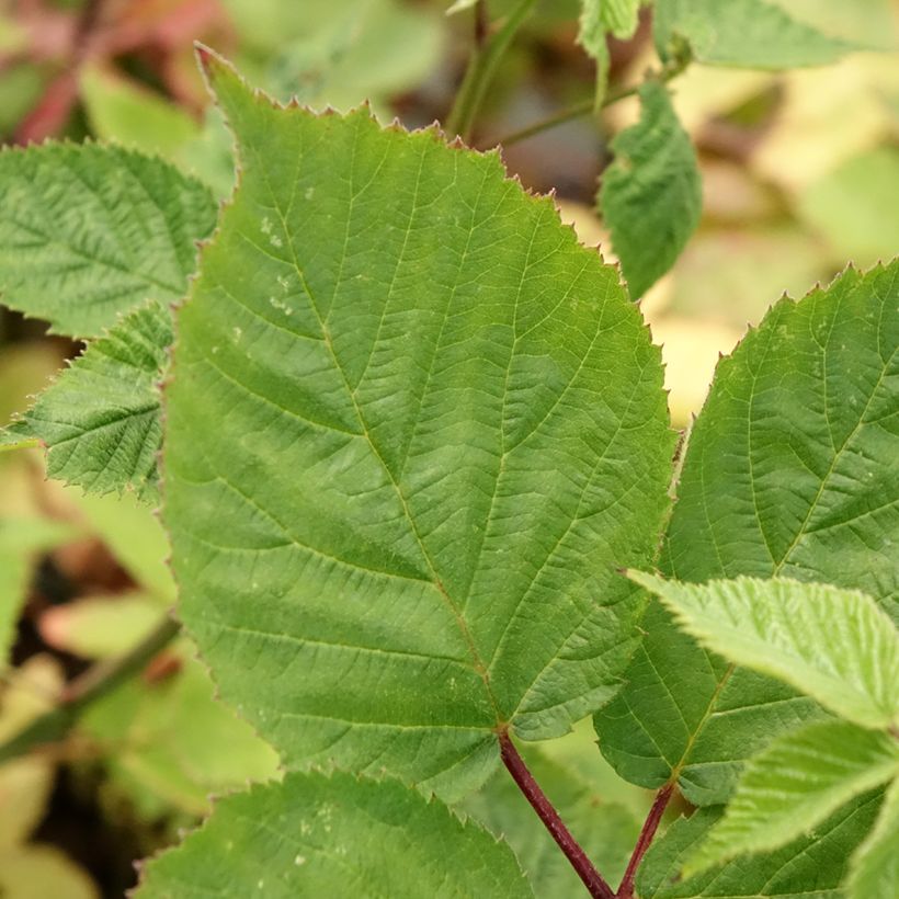 Blackberry Asterina - Rubus fruticosus (Foliage)