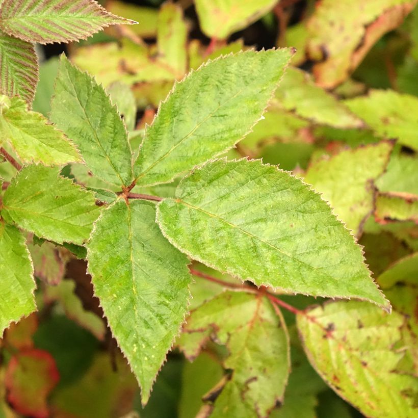 Thornless Blackberry Black Satin - Rubus fruticosus (Foliage)