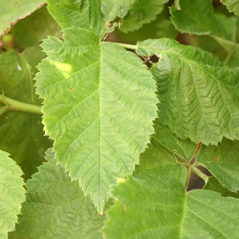 Rubus fruticosus 'Columbia Star' (Foliage)