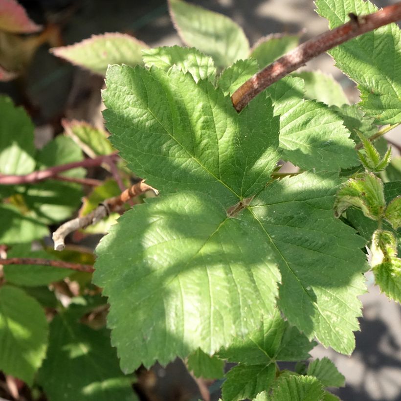 Rubus fruticosus 'Dirksen' (Foliage)