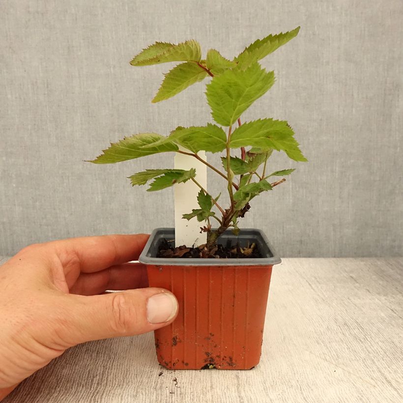 Rubus fruticosus 'Dirksen' 8/9 cm pot sample as delivered in spring