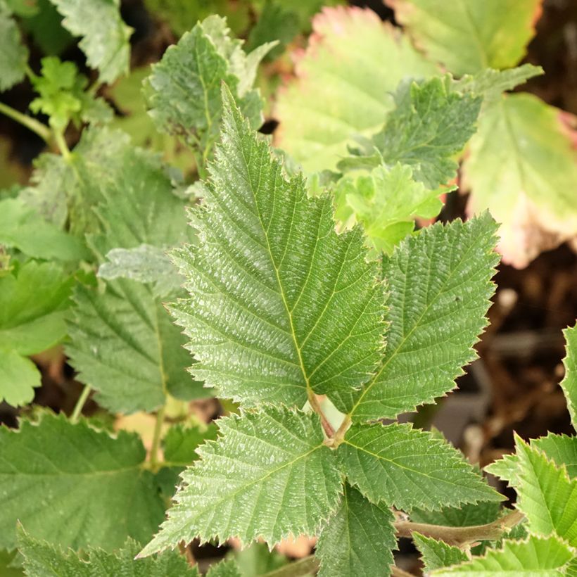 Rubus fruticosus 'Navaho Big and Early' (Foliage)