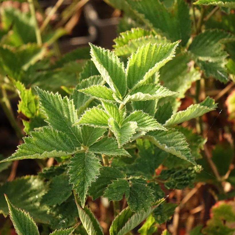 Rubus fruticosus 'Navaho Summerlong' (Foliage)