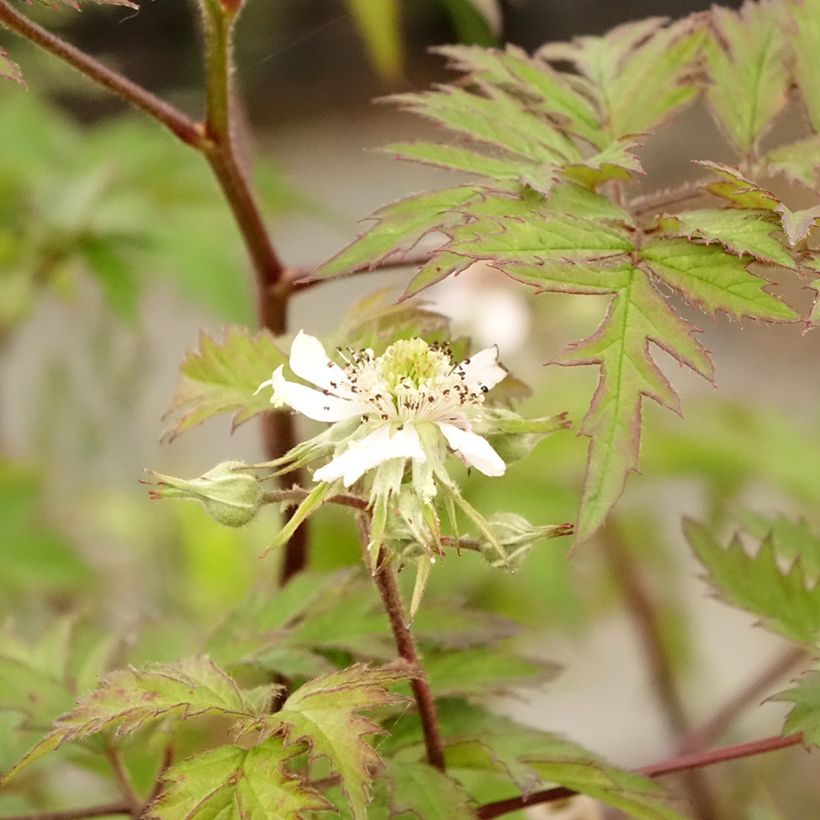 Thornless Evergreen Blackberry - Rubus fruticosus (Foliage)