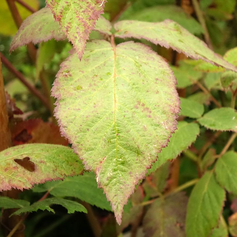 Rubus fruticosus Thornfree - Blackberry (Foliage)