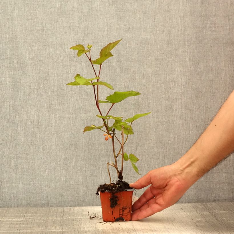 Thornless Blackberry Triple Crown - Rubus fruticosus 8/9 cm pot sample as delivered in spring