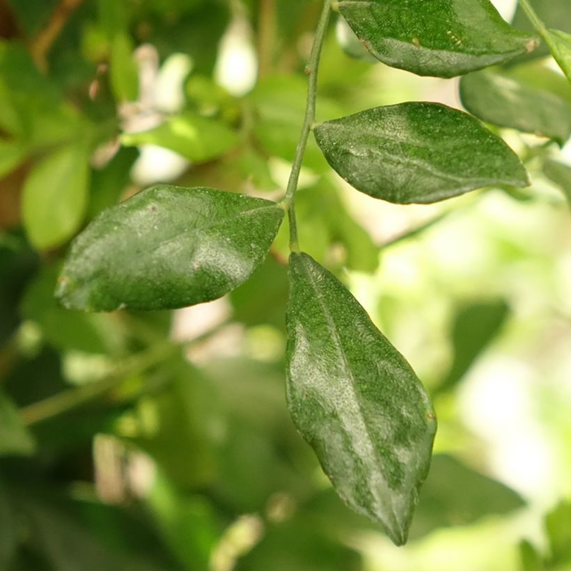 Murraya paniculata (Foliage)