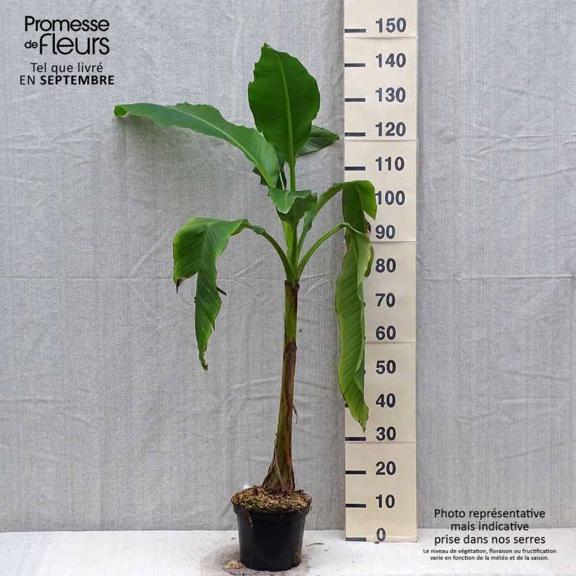 Musa basjoo Sakhalin - Bananier du Japon Pot de 4L/5L sample as delivered in autumn