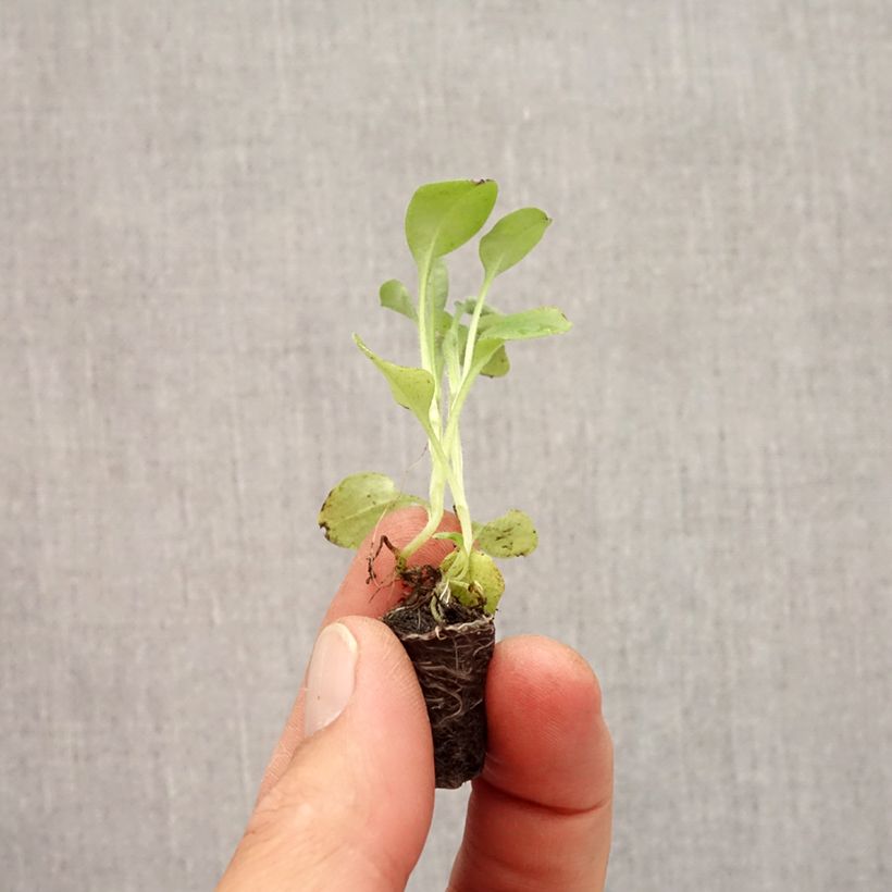 Myosotis sylvatica Savoie Boreal - Forget-me-not Plug plant 1.5/2.5 cm sample as delivered in autumn