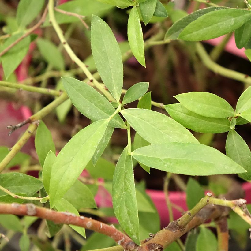 Vaccinium corymbosum x ashei Pink Berry  (Foliage)