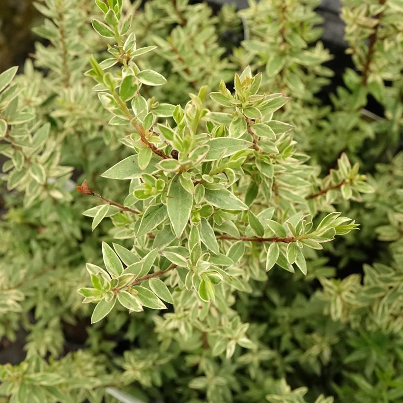 Myrtus communis Variegata (Foliage)