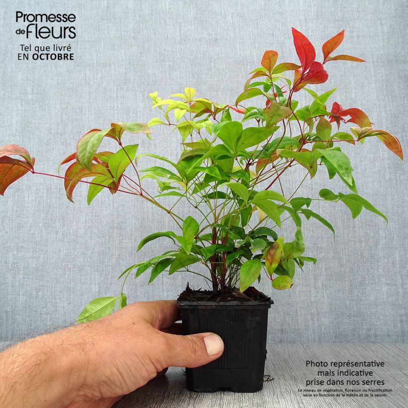 Nandina domestica Fire Power en godet de 9cm sample as delivered in autumn