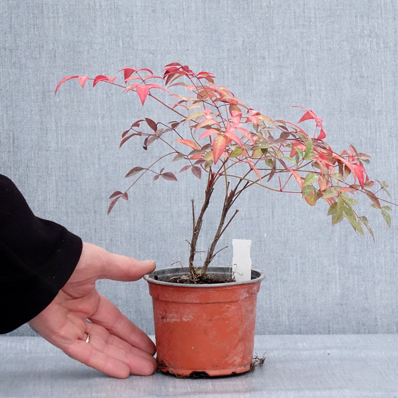 Nandina domestica Flirt Murasaki - Sacred Bamboo 12cm pot sample as delivered in winter