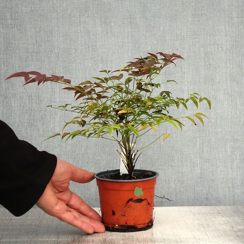 Nandina domestica Flirt Murasaki - Sacred Bamboo 12cm pot sample as delivered in spring