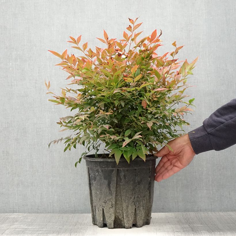 Nandina domestica Gulf Stream - Sacred Bamboo 7.5L/10L potShipped height around 50/60cm sample as delivered in summer