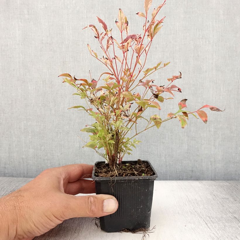 Nandina domestica Twilight - Sacred Bamboo 8/9 cm pot sample as delivered in summer