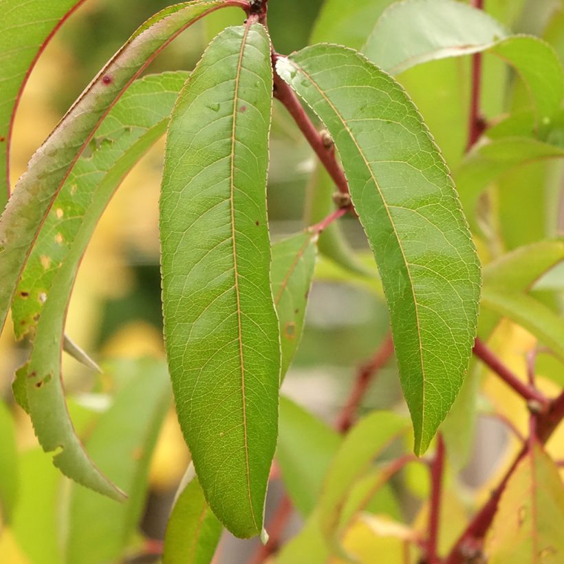 Prunus Flateryna - Flat-fruited nectarine tree (Foliage)