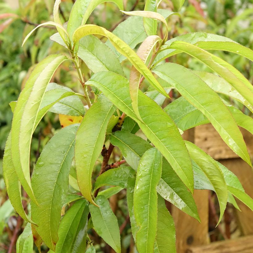 Prunus Flateryna - Flat-fruited nectarine tree (Foliage)